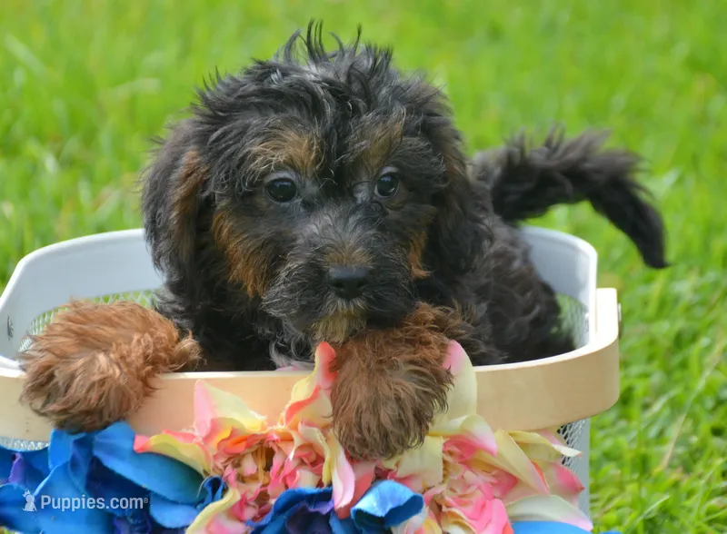 Patrick Yorkiepoo m1 – Yorkipoo puppy for sale in Kendallville, IN