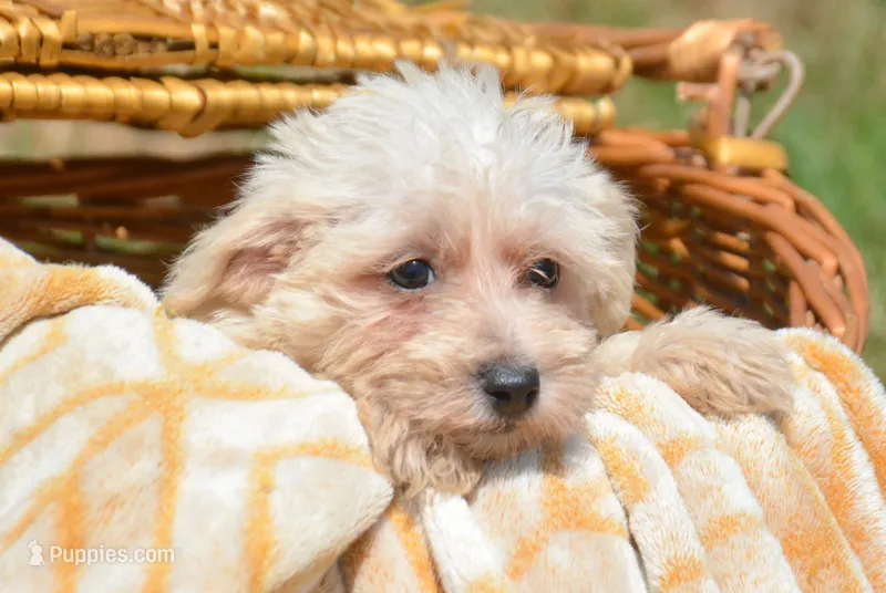 Sally Mini Schnoodle F3 – Schnoodle puppy for sale in Kendallville, IN