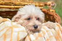 Sally Mini Schnoodle F3, a female Schnoodle for sale in Kendallville, IN – 2 of 7