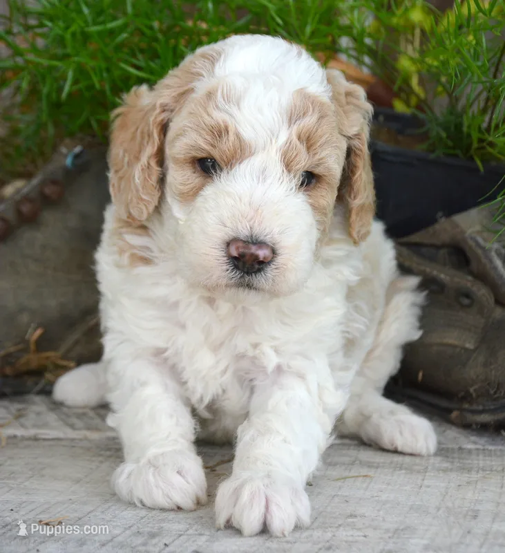 Danny Micro GD M 2 – Miniature Goldendoodle puppy for sale in Kendallville, IN