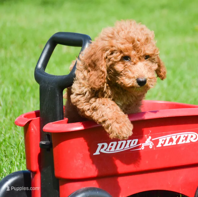 Deva Micro GD F3 – Miniature Goldendoodle puppy for sale in Kendallville, IN