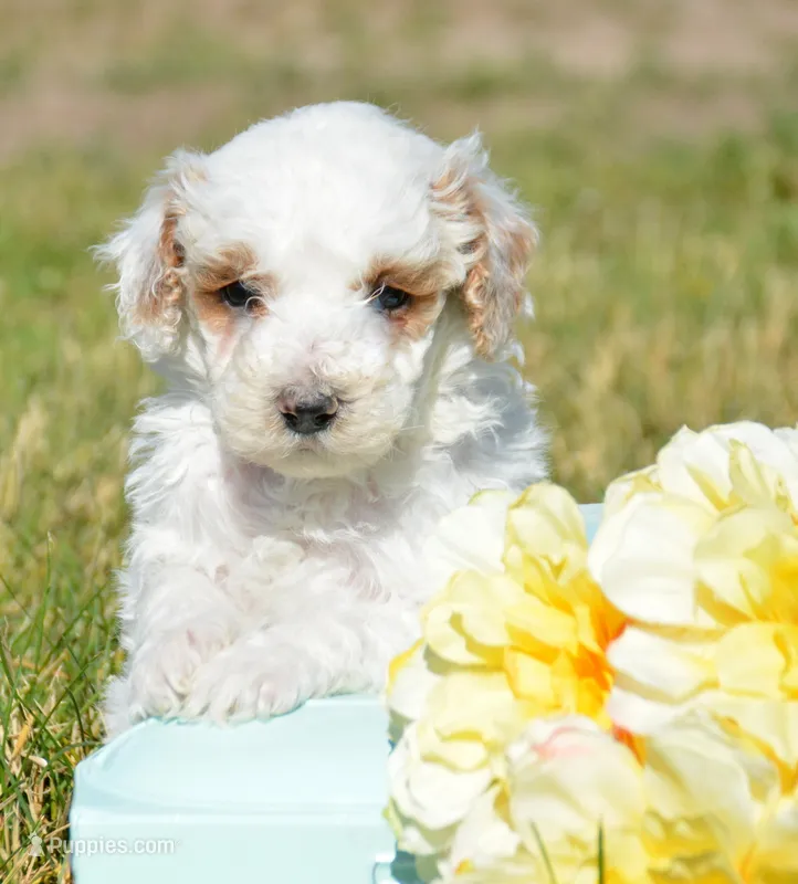 Denny Micro GD ML2 – Miniature Goldendoodle puppy for sale in Kendallville, IN