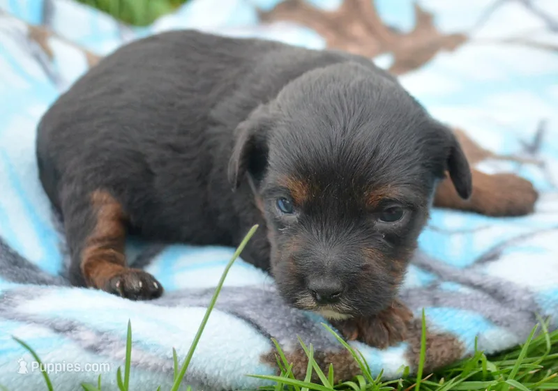 Patrick Yorkiepoo m1 – Yorkipoo puppy for sale in Kendallville, IN