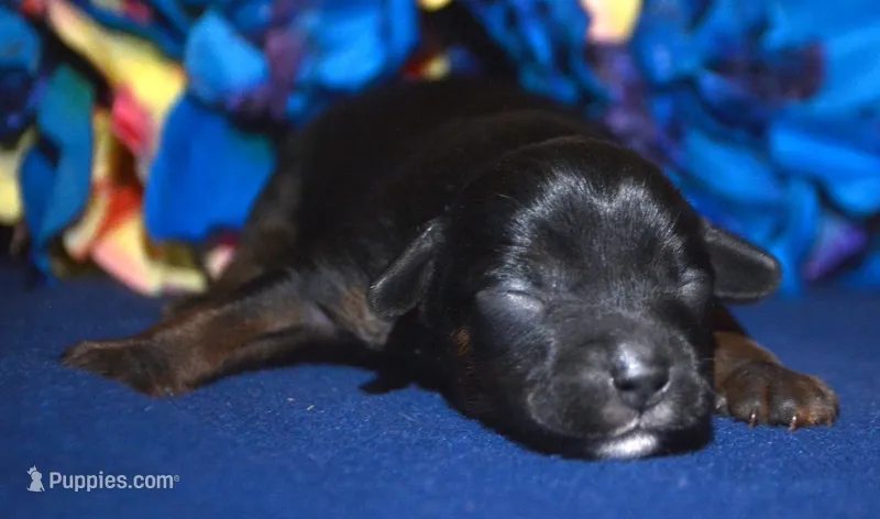 Patrick Yorkiepoo m1 – Yorkipoo puppy for sale in Kendallville, IN