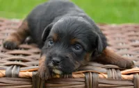 Patrick Yorkiepoo m1, a male Yorkipoo for sale in Kendallville, IN – 3 of 6