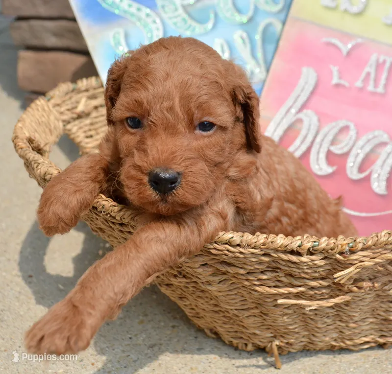Deva Micro GD F3 – Miniature Goldendoodle puppy for sale in Kendallville, IN