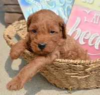 Deva Micro GD F3, a female Miniature Goldendoodle for sale in Kendallville, IN – 4 of 7