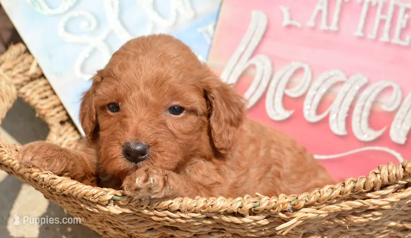 Dana Micr GD F6 – Miniature Goldendoodle puppy for sale in Kendallville, IN