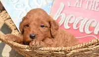Dana Micr GD F6, a female Miniature Goldendoodle for sale in Kendallville, IN – 4 of 7