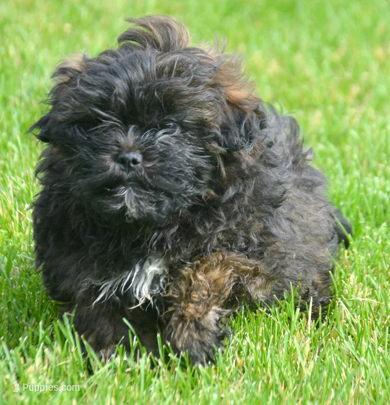 Sal Shihpoo Ml 2-2 – Shihpoo puppy for sale in Kendallville, IN