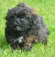 Sal Shihpoo Ml 2-2, a male Shihpoo for sale in Kendallville, IN – 2 of 10