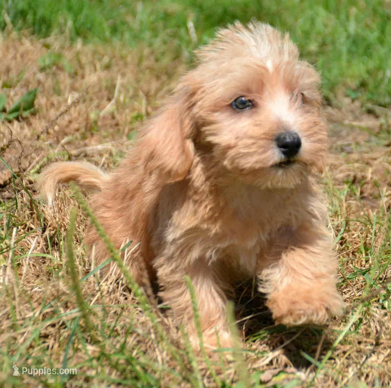 Sonny Mini Schnoodle M1 – Schnoodle puppy for sale in Kendallville, IN