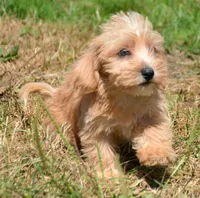 Sonny Mini Schnoodle M1, a male Schnoodle for sale in Kendallville, IN – 1 of 7