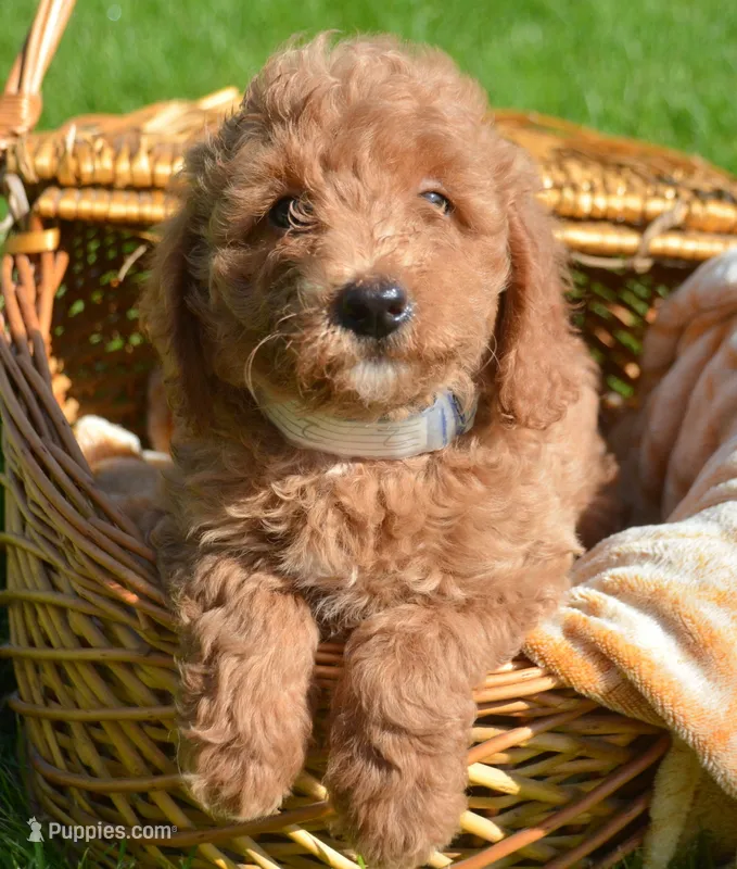 Deva Micro GD F3 – Miniature Goldendoodle puppy for sale in Kendallville, IN