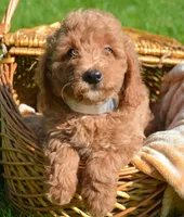 Deva Micro GD F3, a female Miniature Goldendoodle for sale in Kendallville, IN – 2 of 7