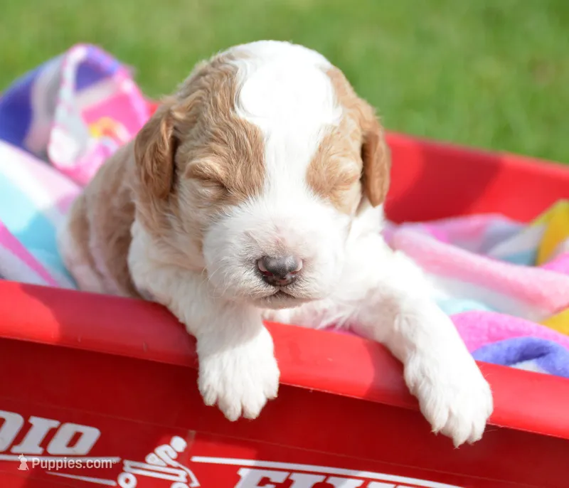 Dodger Micro GD ML 3 – Miniature Goldendoodle puppy for sale in Kendallville, IN