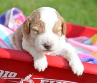 Dodger Micro GD ML 3, a male Miniature Goldendoodle for sale in Kendallville, IN – 1 of 4
