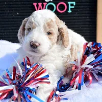 Danny Micro GD M 2, a male Miniature Goldendoodle for sale in Kendallville, IN – 1 of 2
