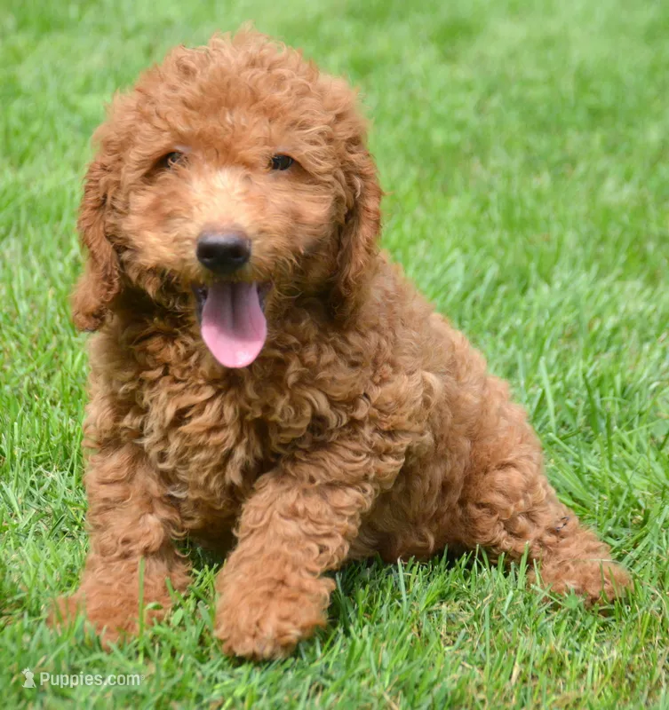 Duncan Micro GD M1 – Miniature Goldendoodle puppy for sale in Kendallville, IN