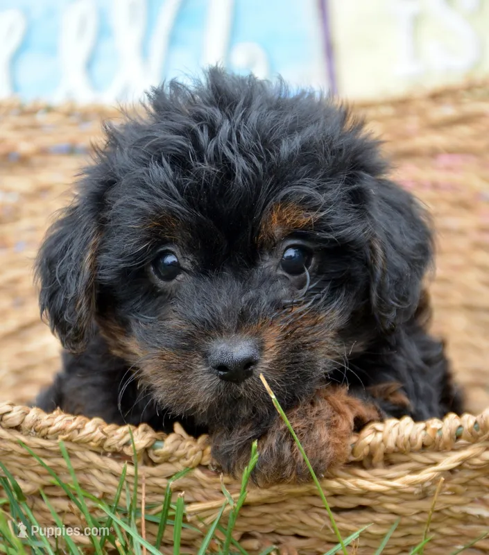 Paisley Yorkiepoo FM1 – Yorkipoo puppy for sale in Kendallville, IN
