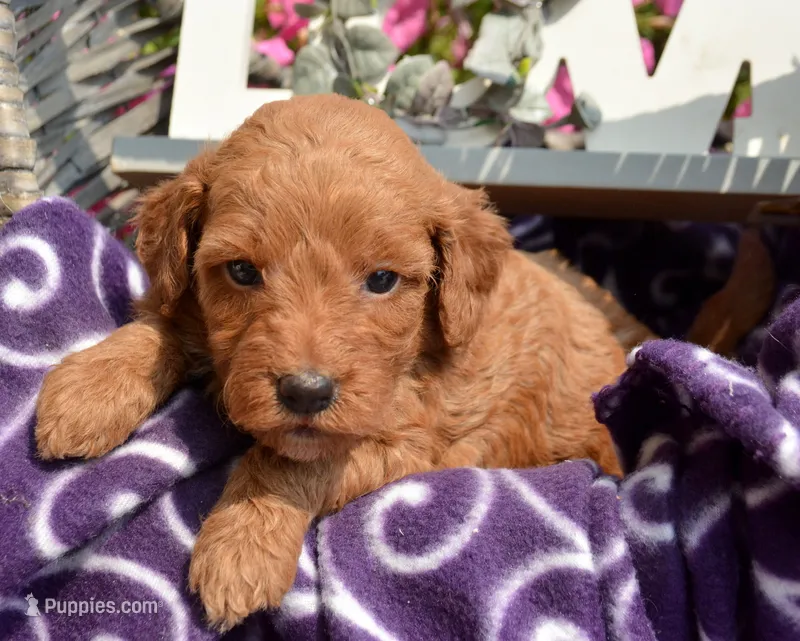 Dana Micr GD F6 – Miniature Goldendoodle puppy for sale in Kendallville, IN
