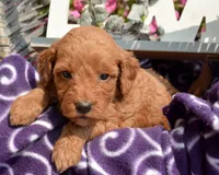 Dana Micr GD F6, a female Miniature Goldendoodle for sale in Kendallville, IN – 5 of 7