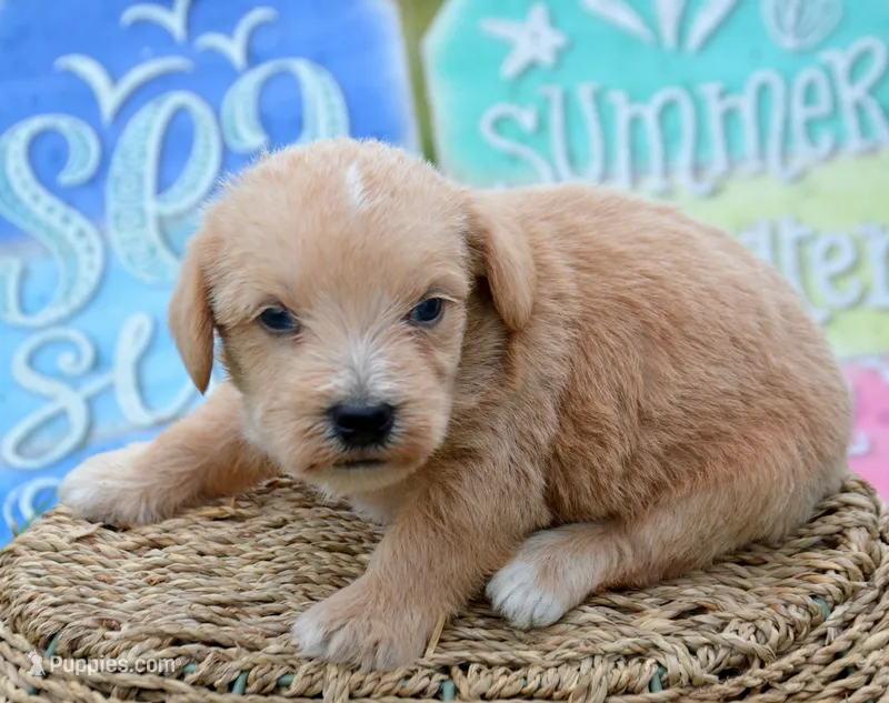 Sonny Mini Schnoodle M1 – Schnoodle puppy for sale in Kendallville, IN