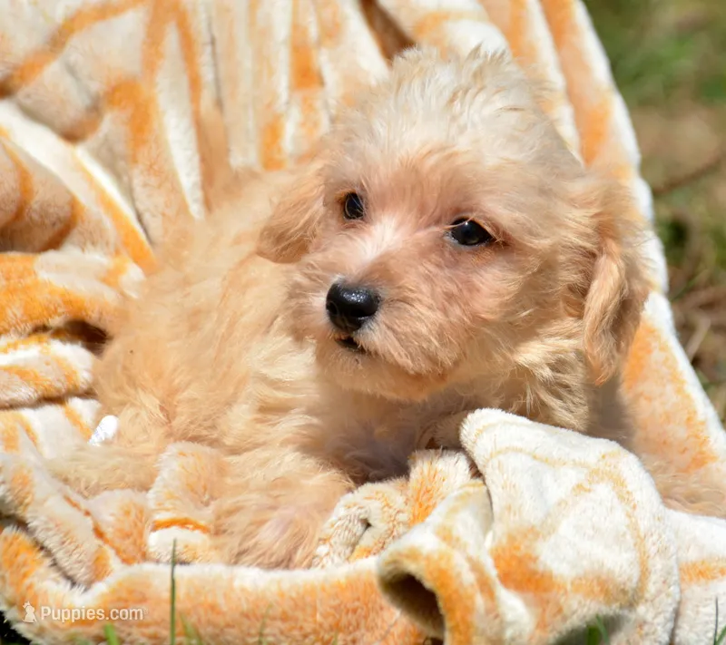 Sam Mini Schnoodle M2 – Schnoodle puppy for sale in Kendallville, IN