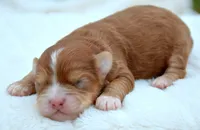 Sam Shihpoo ML 2-1, a female Shihpoo for sale in Kendallville, IN – Photo 2 of 2