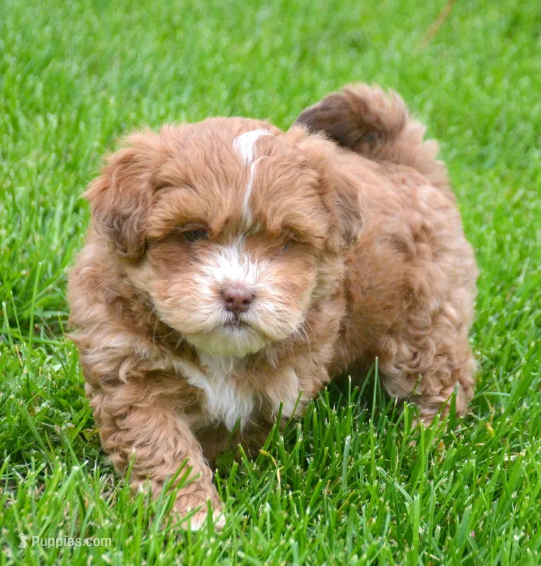 Sam Shihpoo ML 2-1 – Shihpoo puppy for sale in Kendallville, IN