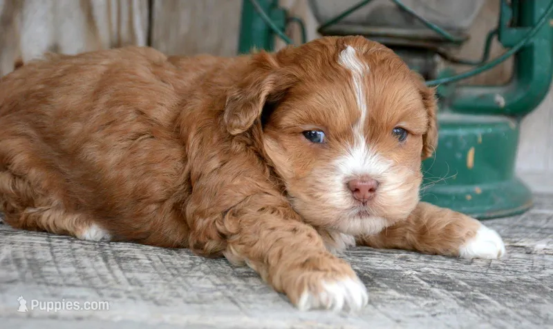 Sam Shihpoo ML 2-1 – Shihpoo puppy for sale in Kendallville, IN
