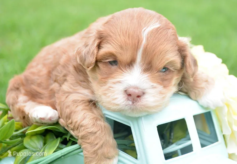 Sam Shihpoo ML 2-1 – Shihpoo puppy for sale in Kendallville, IN
