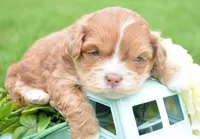 Sam Shihpoo ML 2-1, a male Shihpoo for sale in Kendallville, IN – Photo 4 of 7