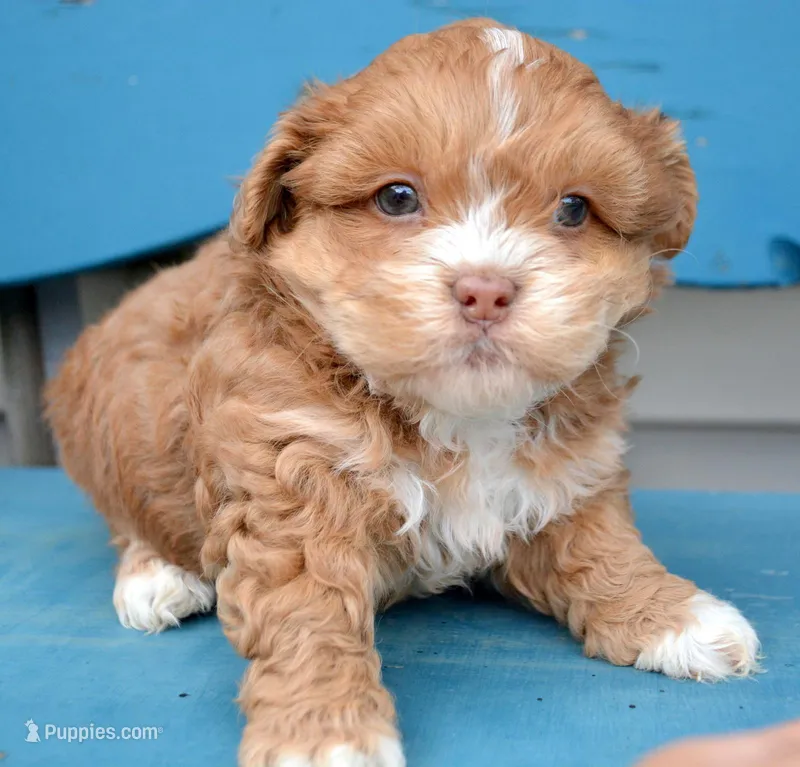 Sam Shihpoo ML 2-1 – Shihpoo puppy for sale in Kendallville, IN
