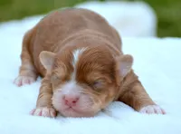 Sam Shihpoo ML 2-1, a female Shihpoo for sale in Kendallville, IN – Photo 1 of 2