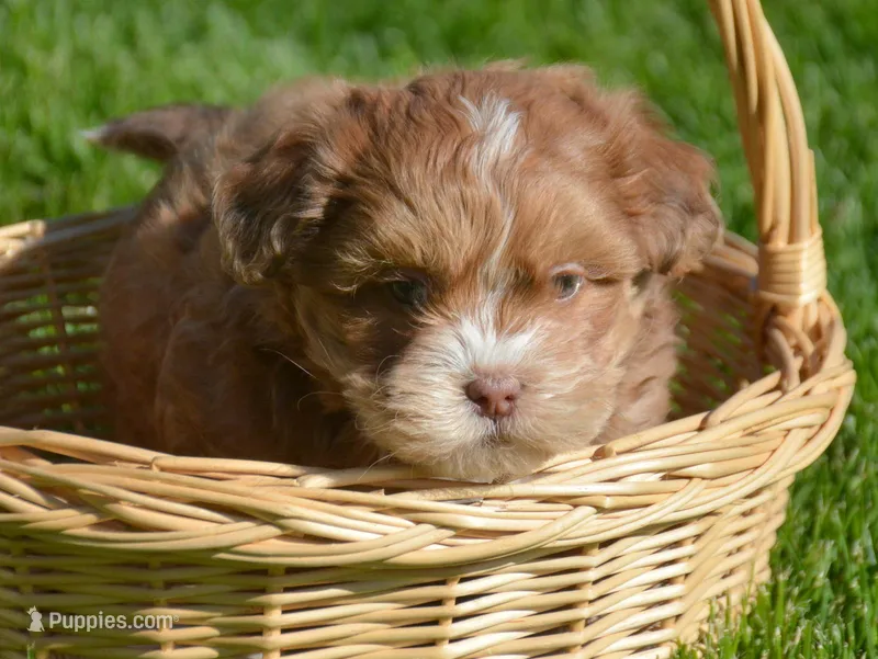Sam Shihpoo ML 2-1 – Shihpoo puppy for sale in Kendallville, IN