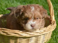 Sam Shihpoo ML 2-1, a male Shihpoo for sale in Kendallville, IN – Photo 1 of 7