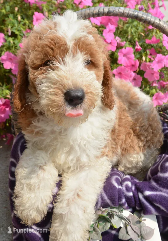 Dodger Micro GD ML 3 – Miniature Goldendoodle puppy for sale in Kendallville, IN