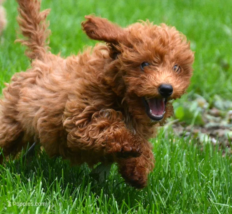 Duncan Micro GD M1 – Miniature Goldendoodle puppy for sale in Kendallville, IN