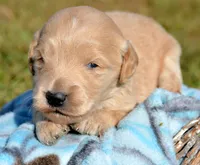 Dolly Micro GD FM 5, a female Miniature Goldendoodle for sale in Kendallville, IN – 2 of 2