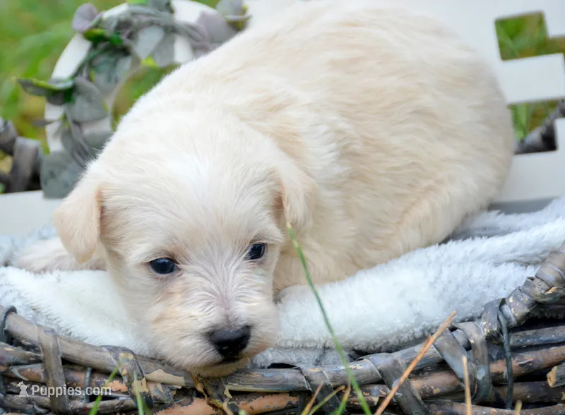 Sally Mini Schnoodle F3 – Schnoodle puppy for sale in Kendallville, IN