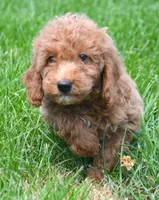 Deva Micro GD F3, a female Miniature Goldendoodle for sale in Kendallville, IN – 1 of 7