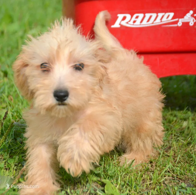 Sonny Mini Schnoodle M1 – Schnoodle puppy for sale in Kendallville, IN