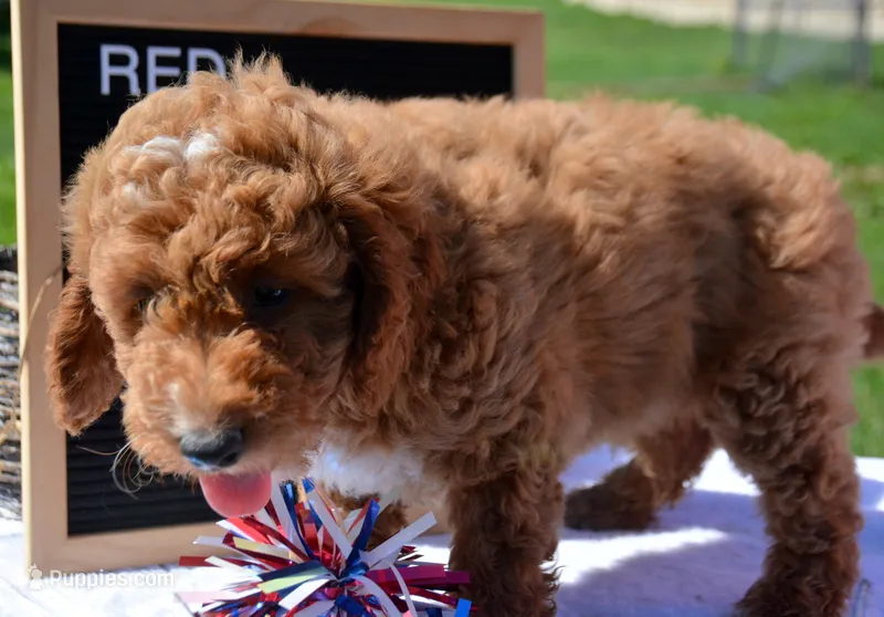 Dina fml micro GD – Miniature Goldendoodle puppy for sale in Kendallville, IN