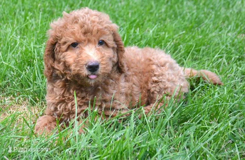 Duncan Micro GD M1 – Miniature Goldendoodle puppy for sale in Kendallville, IN
