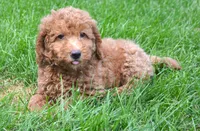 Duncan Micro GD M1, a male Miniature Goldendoodle for sale in Kendallville, IN – 1 of 7