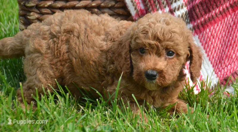 Dora Micro GD F7 – Miniature Goldendoodle puppy for sale in Kendallville, IN
