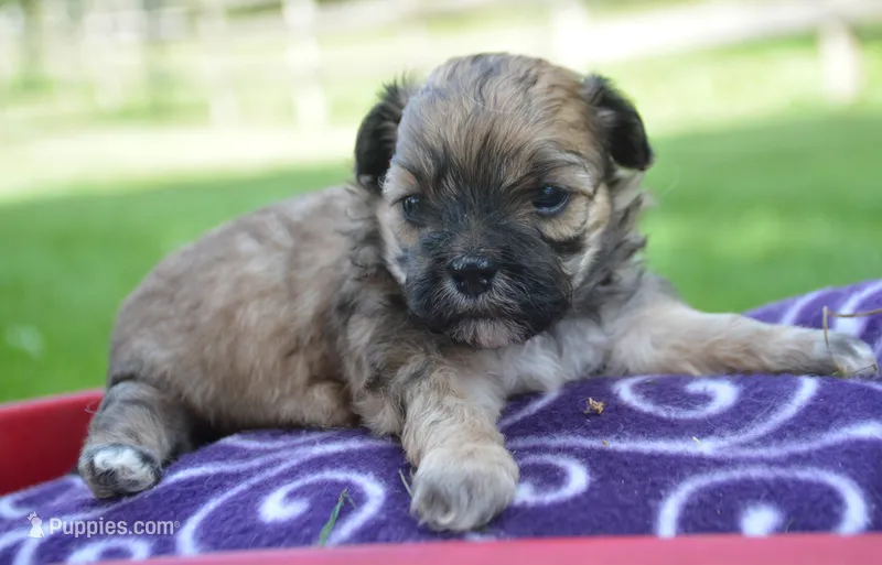Shelly Shihpoo f3 – Shihpoo puppy for sale in Kendallville, IN