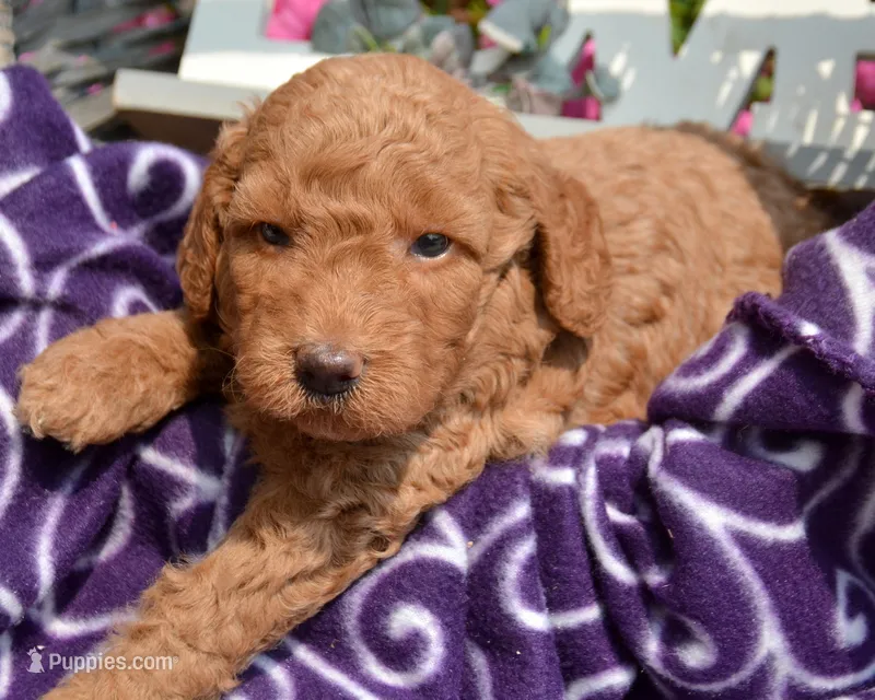 Duncan Micro GD M1 – Miniature Goldendoodle puppy for sale in Kendallville, IN