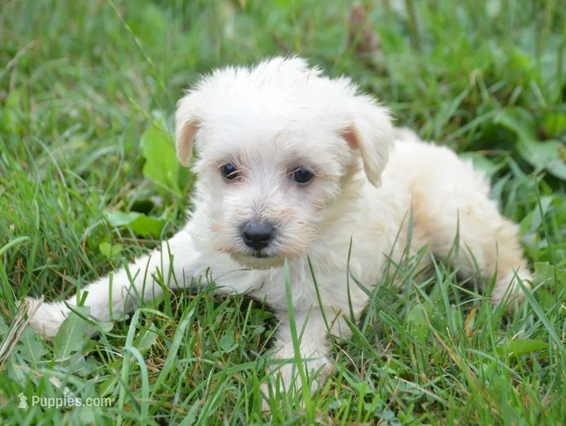 Sally Mini Schnoodle F3 – Schnoodle puppy for sale in Kendallville, IN